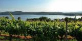 Tour in Italy: Erbaluce: a great white wine from Canavese area in Piedmont  - pic 1