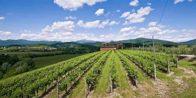 The Aquileia Wine Road, a combination of history and wine