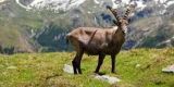 Tour in Italy: Valsavarenche in Aosta Valley: a wild and charming valley - Pic 5