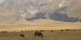 Tour in Italy: Campo Imperatore in Gran Sasso and Mount Laga National Park  - Pic 6