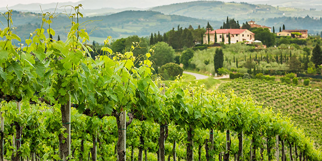 The wine route from Montepulciano to Montalcino - Pic 7